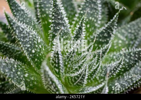 Aloe pianta primo piano con gocce d'acqua, macro soft focus Foto Stock