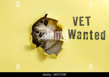 Carino gatto con la bocca aperta, guardando attraverso un foro in carta gialla. Vet voleva scrivere con lettere di timbro. Foto Stock