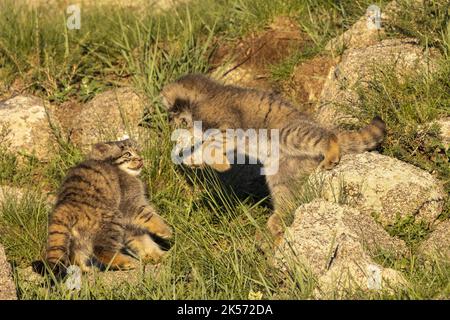 Mongolia, Mongolia Orientale, Steppe, gatto di Pallas (Otocolobus manul), Den, Babies giocando Foto Stock