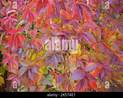 Sfondo naturale recinzione Virginia Creeper Foto Stock