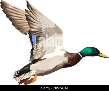 Volando anatra selvatica realistica icona di illustrazione vettoriale. Illustrazione Vettoriale
