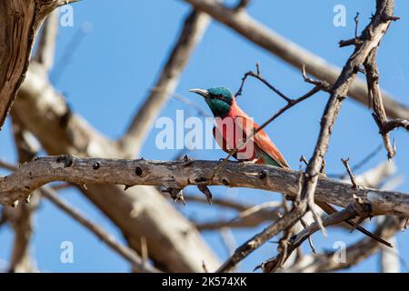 Kenya, parco nazionale orientale, mangiataria di carminio (Merops nubicoides) Foto Stock