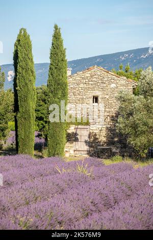 Francia, Vaucluse, riserva naturale regionale del Luberon, Saignon, casa di pietra nel cuore di un campo di lavanda fiorente Foto Stock