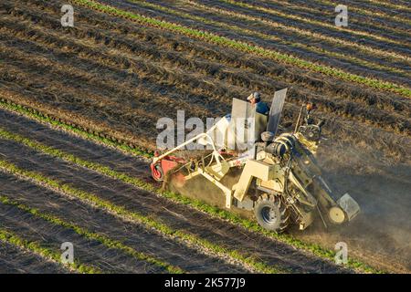 Francia, Eure, Vesly, raccolto di lino (veduta aerea) Foto Stock