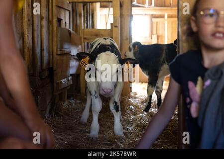 Francia, alta Savoia (74), massiccio dei Bauges, Alpage della Combe des Villards, visita guidata della fattoria Les noisitiers, produzione di formaggio AOP Abondance Foto Stock