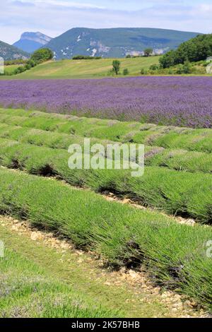 Francia, Drome, Drome provenzale, Charols, campo di lavanda al momento del raccolto Foto Stock