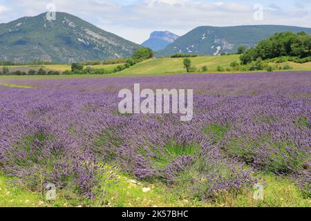 Francia, Drome, Drome provenzale, Charols, campo di lavanda Foto Stock