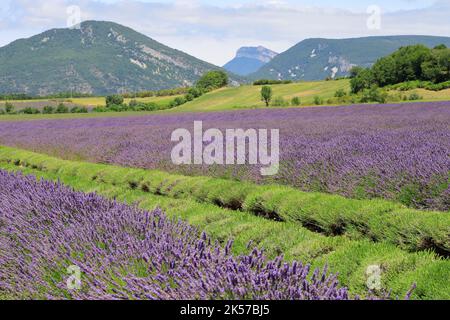 Francia, Drome, Drome provenzale, Charols, campo di lavanda al momento del raccolto Foto Stock