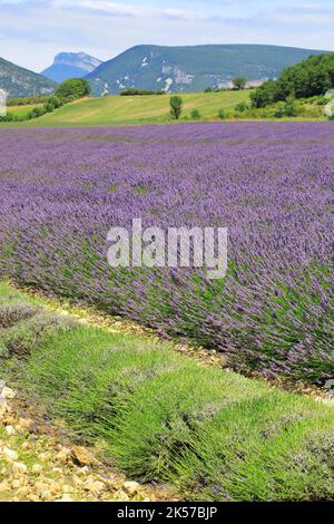 Francia, Drome, Drome provenzale, Charols, campo di lavanda al momento del raccolto Foto Stock