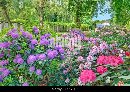 Francia, Parigi, parco di Bercy, letto di rododendri (Rhododendron sp.) Foto Stock