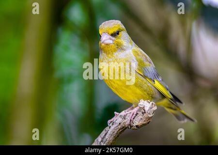 Francia, Eure, vicino a Pont-Audemer, uccelli da giardino, passeriform, Greenfinch maschile europeo (Carduelis chloris) Foto Stock