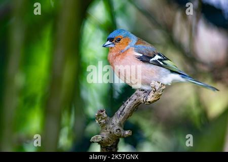 Francia, Eure, vicino a Pont-Audemer, uccelli da giardino, passeriform, Chaffinch comune (Fringilla coelebs) Foto Stock