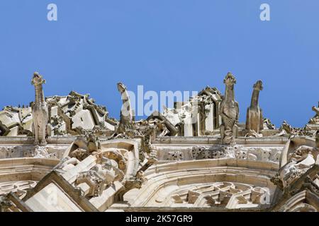 Francia, Seine-Maritime, Rouen, Cattedrale di Notre-Dame, dettagli delle gargoyles che adornano la torre sud, chiamato Torre del burro Foto Stock