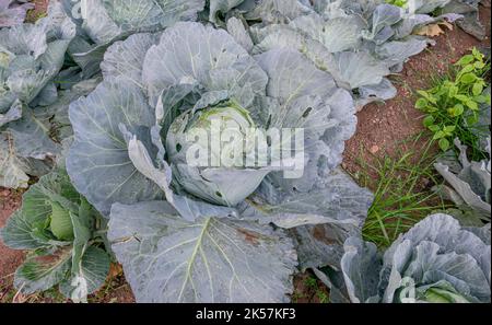 Cavolo crescente in un campo in Macedonia del Nord. Un campo di cavolo. Agricoltura nella Macedonia settentrionale. Foto Stock