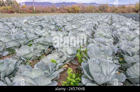 Cavolo crescente in un campo in Macedonia del Nord. Un campo di cavolo. Agricoltura nella Macedonia settentrionale. Foto Stock