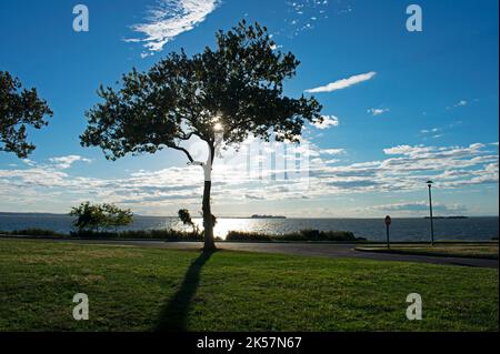 Sole che si trova dietro l'albero sul lato ovest di Sandy Hook, New Jersey, causando uno scoppio di stelle tra i rami -26 Foto Stock