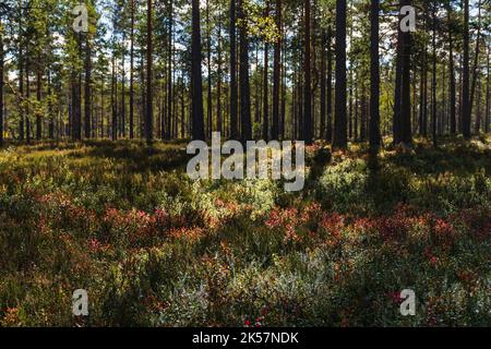 Colori rossi dell'autunno sul pavimento della foresta in Finlandia Foto Stock