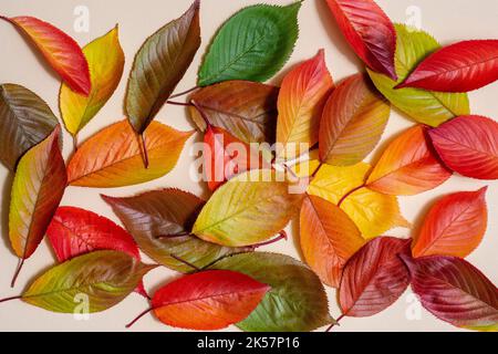 Coloratissime foglie autunnali su sfondo beige. Poster autunnale orizzontale, biglietti d'auguri, intestazioni, sito Web e app Foto Stock