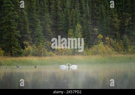 I cigni trombettieri (Cygnus buccinator) si incontrano nella nebbia mattutina sul lago Chokosna vicino a McCarthy Road a Wrangell-St. Parco Nazionale Elias e riserva naturale Foto Stock