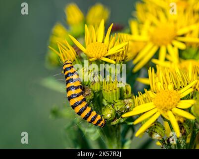 Primo piano di Six burnet Moth caterpillar (Zygaena filipendulae) su fiori gialli, Scozia, Regno Unito Foto Stock