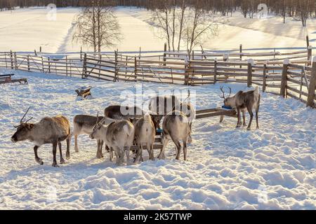 Inverno in Finlandia. Nutrire le renne in una fattoria di renne in Lapponia. Foto Stock