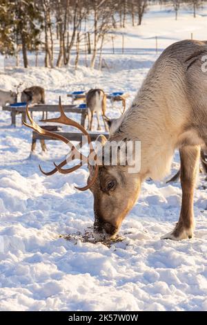 Inverno in Finlandia. Nutrire le renne in una fattoria di renne in Lapponia. Foto Stock