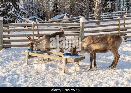 Inverno in Finlandia. Nutrire le renne in una fattoria di renne in Lapponia. Foto Stock