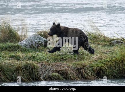 Un cucciolo di orso bruno (Ursus arctos) attraversa una piccola isola nel fiume Chilkoot in Alaska. Foto Stock