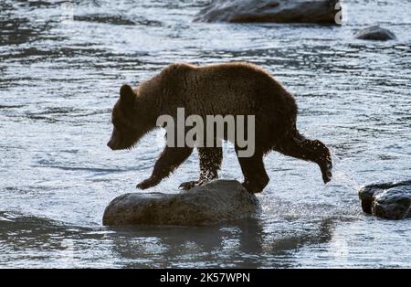 Un orso bruno (Ursus arctos) cammina sulle rocce nel fiume Chilkoot in Alaska. Foto Stock