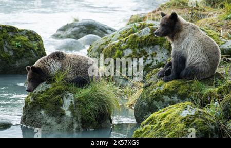 Due cuccioli di orso bruno (Ursus arctos) si rilassano sul fiume Chilkoot in Alaska. Foto Stock