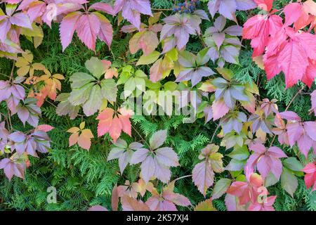 Le foglie del superriduttore della Virginia sono colorate in autunno Foto Stock