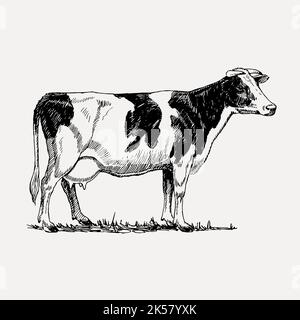 mucca, fattoria, caseificio, vintage vacca, fattoria d'annata, animale, bianco e nero disegno mucca, animali icona fattoria, mucca, holstein disegno mucca, nero e wh Illustrazione Vettoriale