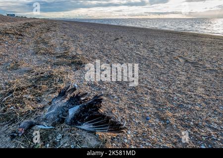 L'oca grigia morta, Anser anser, si è lavata sulla linea dell'alta marea a Snettisham Beach, sulla riva orientale del Wash, Norfolk. Foto Stock