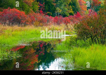 Snow Shanty Run, un laghetto con castori, nella foresta statale del Delaware in Pennsylvania, con colori autunnali. Foto Stock