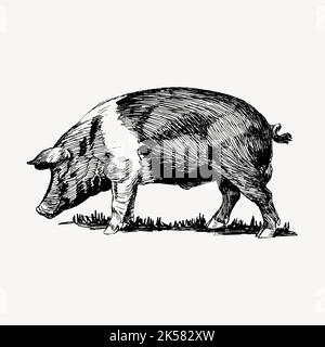 Disegno di maiale vintage, vettore di illustrazione disegnato a mano di bestiame. Illustrazione Vettoriale
