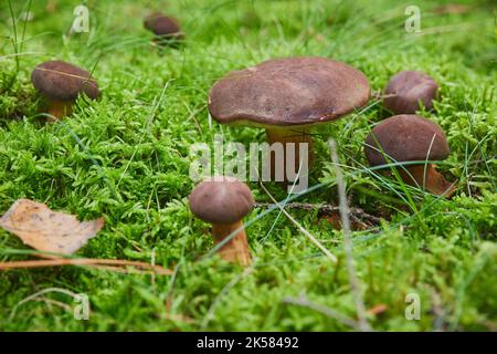 Bella famiglia di funghi porcini nel bosco Foto Stock