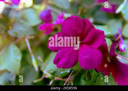 Impatiens walleriana Hook.F. Vivace fiore rosa lizzy in natura. Foto Stock