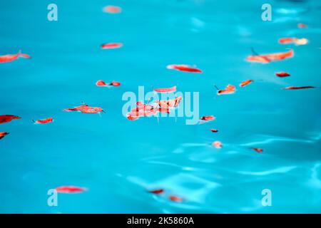 Foglie rosse galleggianti sulla piscina Foto Stock