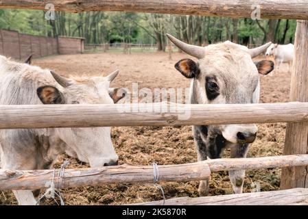 Primo piano mucche bianche con macchie nere dietro una recinzione di legno in una fattoria all'aperto. Agricoltura e industria lattiero-casearia. Foto Stock