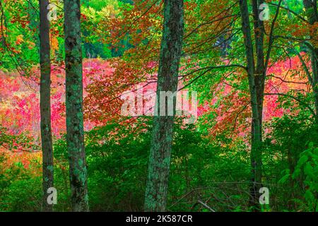 Snow Shanty Run, un laghetto con castori, nella foresta statale del Delaware in Pennsylvania, con colori autunnali. Foto Stock