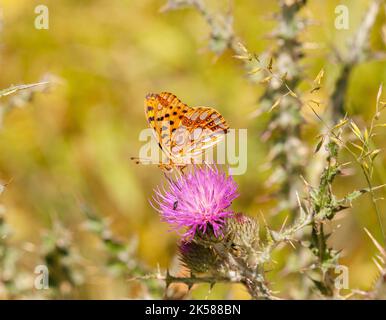Regina di Spagna farfalla del Fritillario Issoria lathonia sulla testa del thistle nella campagna spagnola Spagna orientale Foto Stock