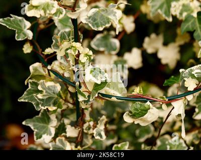 Primo piano della pianta del giardino d'arrampicata sempreverde Hedera Helix Caecilia ivy con foglie variegate color bianco crema e verde. Foto Stock