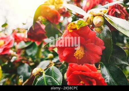 macro scatto di una bella camellia japonica fiore struttura di stamen con molle bokeh piante in background Foto Stock