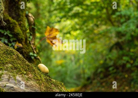 Colori autunnali nella foresta. Fungo e foglia secca con fondo verde Foto Stock