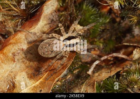 Dettaglio closeup su un ragno europeo di lupo bruciato, Xerolycosa nemoralis , a piedi sul pavimento della foresta Foto Stock