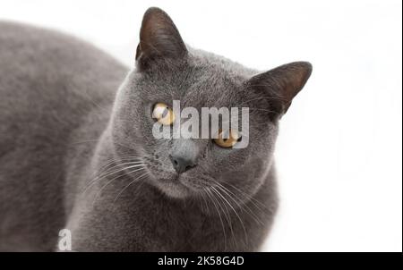 Portait di gatto Chartreux adulto isolato su sfondo bianco Foto Stock