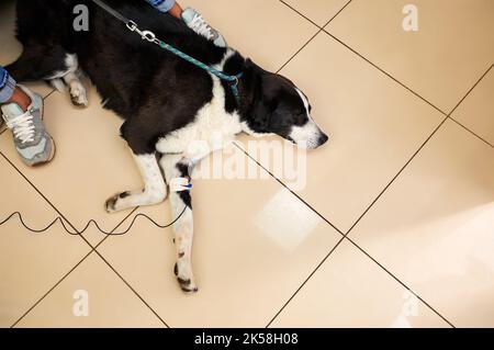 Un cane malato si trova sotto un contagocce a casa. Contagocce terapeutico per il cane grande Foto Stock