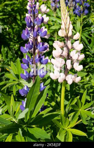 Fioritura dei fiori di lupino in Norvegia Foto Stock