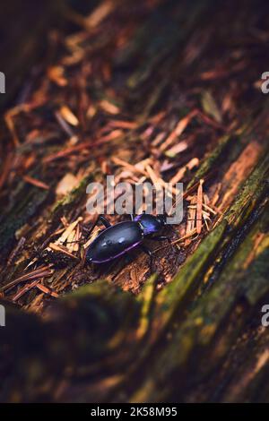 Carabus problematicus nella foresta. Foto di alta qualità Foto Stock