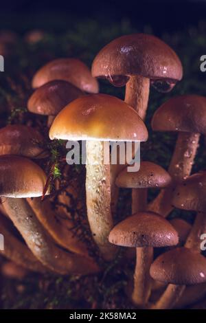 Macro di funghi minuscoli che crescono nella foresta. Foto di alta qualità Foto Stock